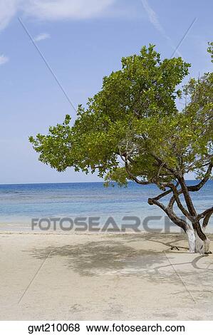 Tree on the beach, Las Palmas Resort, Roatan, Bay Islands, Honduras View Large Photo Image Stock Photo - Tree on the beach, Las Palmas Resort, Roatan, Bay Islands, Honduras. Fotosearch