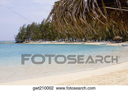 Stock Image - Trees along the seaside, Coral Cay, Dixon Cove, Roatan, Bay Islands, Honduras. Fotosearch