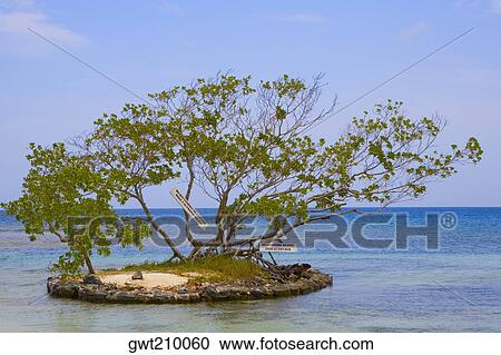 Trees surrounded by water, Las Palmas Resort, Roatan, Bay Islands, Honduras View Large Photo Image Stock Image - Trees surrounded by water, Las Palmas Resort, Roatan, Bay Islands, Honduras. Fotosearch