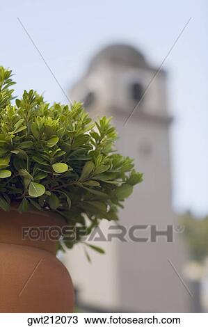 Close-up of a potted plant with a tower in the background, Piazza Umberto, Capri, Campania, Italy View Large Photo Image Stock Image - Close-up of a potted plant with a tower in the background, Piazza Umberto, Capri, Campania, Italy. Fotosearch