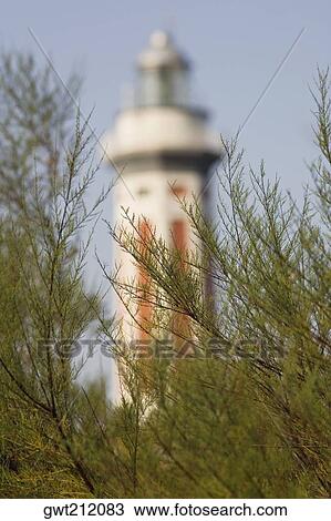 Close-up of plants with a lighthouse in the background, Capri Lighthouse, Capri, Campania, Italy View Large Photo Image Stock Image - Close-up of plants with a lighthouse in the background, Capri Lighthouse, Capri, Campania, Italy. Fotosearch