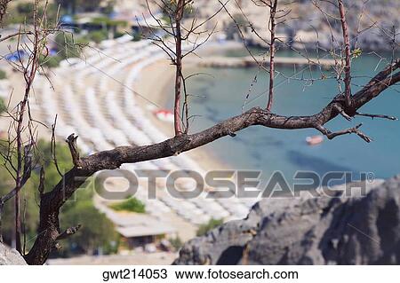 Stock Image - Close-up of a branch with a beach on the background, Rhodes, Dodecanese Islands, Greece. Fotosearch