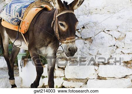 Close-up of a donkey, Rhodes, Dodecanese Islands, Greece View Large Photo Image Stock Image - Close-up of a donkey, Rhodes, Dodecanese Islands, Greece. Fotosearch