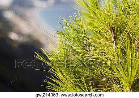 Close-up of plants, Rhodes, Dodecanese Islands, Greece View Large Photo Image Stock Image - Close-up of plants, Rhodes, Dodecanese Islands, Greece. Fotosearch
