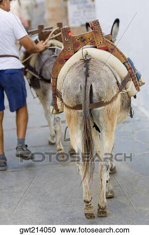 Rear view of donkeys on a street, Rhodes, Dodecanese Islands, Greece View Large Photo Image Stock Image - Rear view of donkeys on a street, Rhodes, Dodecanese Islands, Greece. Fotosearch