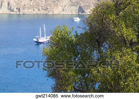 Stock Photography - Tree overlooking the sea, Rhodes, Dodecanese Islands, Greece. Fotosearch
