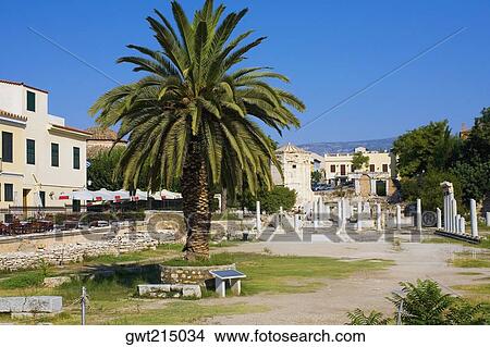 Palm tree in a courtyard, Roman Agora, Athens, Greece View Large Photo Image Picture - Palm tree in a courtyard, Roman Agora, Athens, Greece. Fotosearch