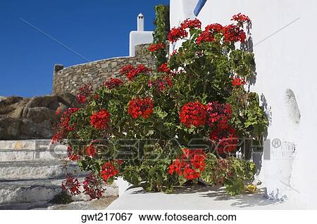 Flower plants by a wall, Greece View Large Photo Image Stock Photo - Flower plants by a wall, Greece. Fotosearch
