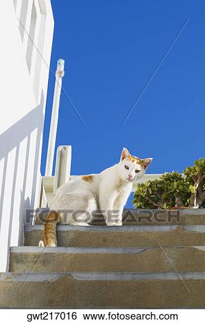 Stock Photograph - Low angle view of a cat on steps, Greece. Fotosearch