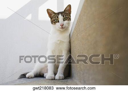 Stock Image - Close-up of a cat, Mykonos, Cyclades Islands, Greece. Fotosearch