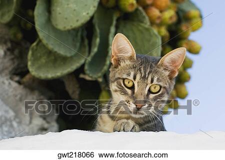 Close-up of a cat, Mykonos, Cyclades Islands, Greece View Large Photo Image Stock Photograph - Close-up of a cat, Mykonos, Cyclades Islands, Greece. Fotosearch