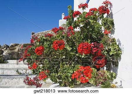 Stock Image - Close-up of a flower plant, Mykonos, Cyclades Islands, Greece. Fotosearch