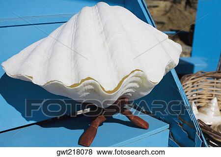 Close-up of a seashell, Mykonos, Cyclades Islands, Greece View Large Photo Image Stock Photo - Close-up of a seashell, Mykonos, Cyclades Islands, Greece. Fotosearch