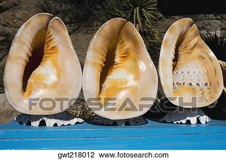 Stock Image - Close-up of seashells, Mykonos, Cyclades Islands, Greece. Fotosearch