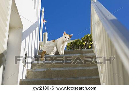 Low angle view of a cat on a staircase, Mykonos, Cyclades Islands, Greece View Large Photo Image Stock Photograph - Low angle view of a cat on a staircase, Mykonos, Cyclades Islands, Greece. Fotosearch