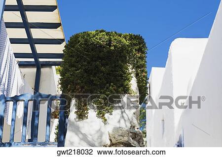 Low angle view of plants growing on a concrete structure, Mykonos, Cyclades Islands, Greece View Large Photo Image Stock Image - Low angle view of plants growing on a concrete structure, Mykonos, Cyclades Islands, Greece. Fotosearch