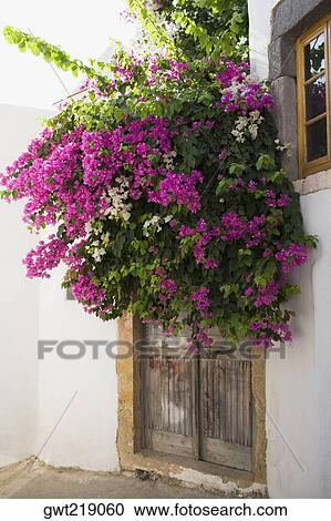 Bougainvillea flowers in front of a door, Patmos, Dodecanese Islands, Greece View Large Photo Image Stock Image - Bougainvillea flowers in front of a door, Patmos, Dodecanese Islands, Greece. Fotosearch
