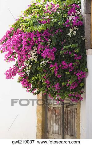 Bougainvillea flowers outside of a house, Patmos, Dodecanese Islands, Greece View Large Photo Image Stock Photo - Bougainvillea flowers outside of a house, Patmos, Dodecanese Islands, Greece. Fotosearch
