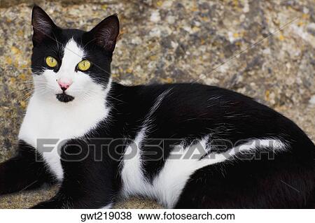 Close-up of a cat View Large Photo Image Stock Photo - Close-up of a cat. Fotosearch