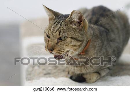 Stock Photograph - Close-up of a cat. Fotosearch