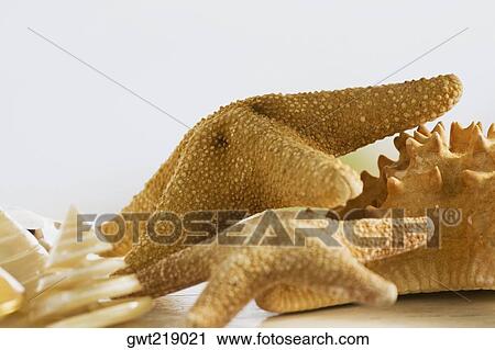 Stock Image - Close-up of star fish. Fotosearch