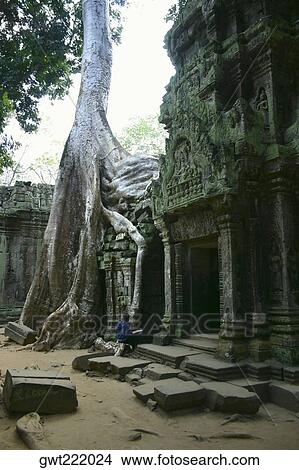 Banyan tree roots growing over a temple, Angkor Wat, Siem Reap, Cambodia View Large Photo Image Picture - Banyan tree roots growing over a temple, Angkor Wat, Siem Reap, Cambodia. Fotosearch