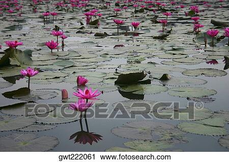 Close-up of water lilies in a pond, Angkor Wat, Siem Reap, Cambodia View Large Photo Image Stock Image - Close-up of water lilies in a pond, Angkor Wat, Siem Reap, Cambodia. Fotosearch