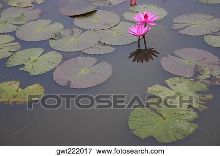 Close-up of water lilies in a pond, Angkor Wat, Siem Reap, Cambodia View Large Photo Image Stock Photo - Close-up of water lilies in a pond, Angkor Wat, Siem Reap, Cambodia. Fotosearch