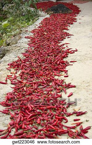 High angle view of red chili peppers drying in a field, Longsheng, China View Large Photo Image Stock Photograph - High angle view of red chili peppers drying in a field, Longsheng, China. Fotosearch