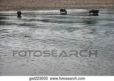 Three Water buffaloes (Bubalus bubalis) standing in water, Li River, Guilin, China View Large Photo Image Stock Image - Three Water buffaloes (Bubalus bubalis) standing in water, Li River, Guilin, China. Fotosearch