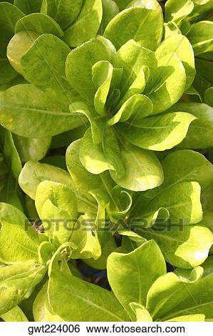 Stock Photograph - High angle view of plants, Lantau, Hong Kong, China. Fotosearch