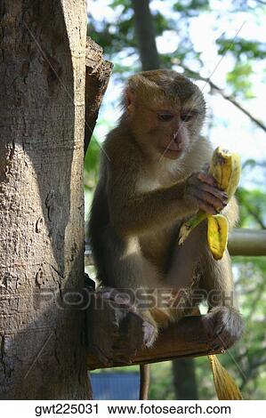 Stock Image - Close-up of a monkey holding a banana, Luang Prabang, Laos. Fotosearch