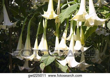 Close-up of flowers, Luang Prabang, Laos View Large Photo Image Stock Image - Close-up of flowers, Luang Prabang, Laos. Fotosearch