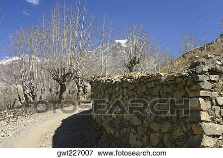 Bare trees in front of mountains, Annapurna Range, Himalayas, Nepal View Large Photo Image Stock Photo - Bare trees in front of mountains, Annapurna Range, Himalayas, Nepal. Fotosearch