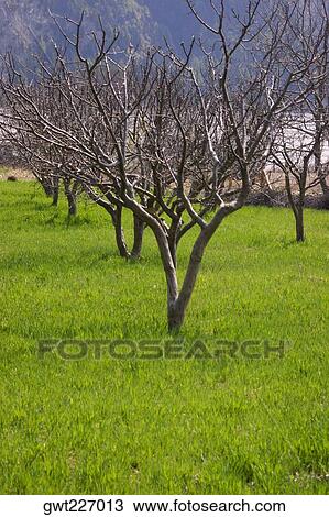 Bare trees on a landscape, Annapurna Range, Himalayas, Nepal View Large Photo Image Stock Image - Bare trees on a landscape, Annapurna Range, Himalayas, Nepal. Fotosearch