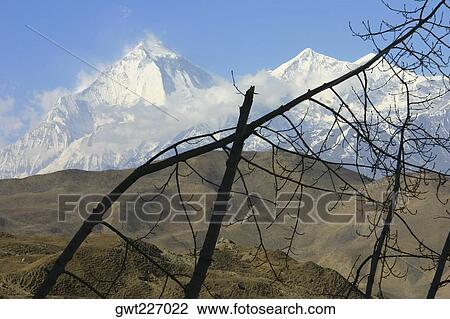 Close-up of a branch of a bare tree in front of snow covered mountains, Muktinath, Annapurna Range, Himalayas, Nepal View Large Photo Image Stock Image - Close-up of a branch of a bare tree in front of snow covered mountains, Muktinath, Annapurna Range, Himalayas, Nepal. Fotosearch