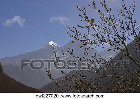 Close-up of a branch of a tree with mountains in the background, Muktinath, Annapurna Range, Himalayas, Nepal View Large Photo Image Stock Image - Close-up of a branch of a tree with mountains in the background, Muktinath, Annapurna Range, Himalayas, Nepal. Fotosearch