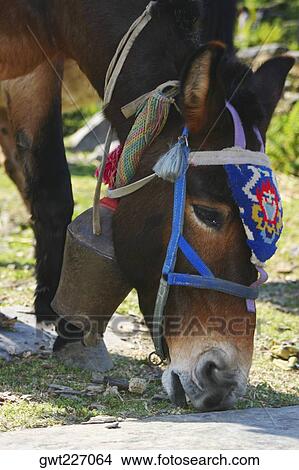 Close-up of a mule grazing in a field, Tadapani, Annapurna Range, Himalayas, Nepal View Large Photo Image Picture - Close-up of a mule grazing in a field, Tadapani, Annapurna Range, Himalayas, Nepal. Fotosearch