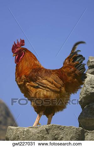 Close-up of a rooster standing, Annapurna Range, Himalayas, Nepal View Large Photo Image Stock Image - Close-up of a rooster standing, Annapurna Range, Himalayas, Nepal. Fotosearch
