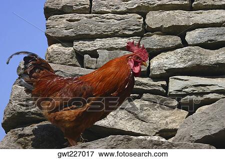 Close-up of a rooster standing, Deorali, Annapurna Range, Himalayas, Nepal View Large Photo Image Stock Photo - Close-up of a rooster standing, Deorali, Annapurna Range, Himalayas, Nepal. Fotosearch