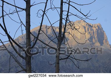 Close-up of bare trees in front of a mountain, Muktinath, Annapurna Range, Himalayas, Nepal View Large Photo Image Picture - Close-up of bare trees in front of a mountain, Muktinath, Annapurna Range, Himalayas, Nepal. Fotosearch