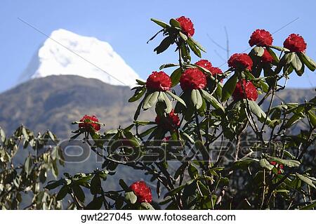 Close-up of flowers with a mountain in the background, Ghorapani, Annapurna Range, Himalayas, Nepal View Large Photo Image Stock Photography - Close-up of flowers with a mountain in the background, Ghorapani, Annapurna Range, Himalayas, Nepal. Fotosearch