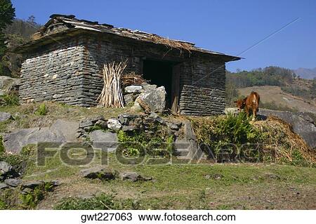 Cow standing in front of a house, Ghorapani, Annapurna Range, Himalayas, Nepal View Large Photo Image Stock Image - Cow standing in front of a house, Ghorapani, Annapurna Range, Himalayas, Nepal. Fotosearch