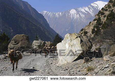 Four mules carrying luggage, Annapurna Range, Himalayas, Nepal View Large Photo Image Stock Image - Four mules carrying luggage, Annapurna Range, Himalayas, Nepal. Fotosearch
