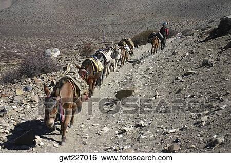 Group of donkeys walking in a row, Muktinath, Annapurna Range, Himalayas, Nepal View Large Photo Image Stock Photograph - Group of donkeys walking in a row, Muktinath, Annapurna Range, Himalayas, Nepal. Fotosearch