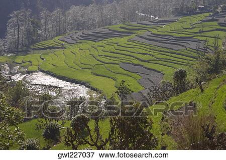 Stock Photo - High angle view of a terraced field, Ghorapani, Annapurna Range, Himalayas, Nepal. Fotosearch