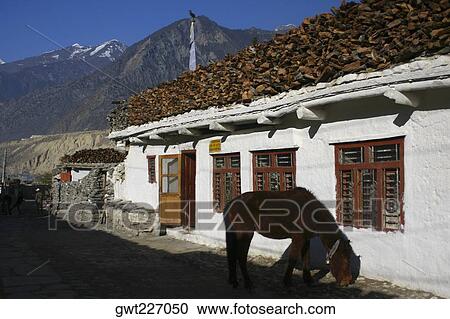 Mule standing in front of a house, Annapurna Range, Himalayas, Nepal View Large Photo Image Stock Image - Mule standing in front of a house, Annapurna Range, Himalayas, Nepal. Fotosearch