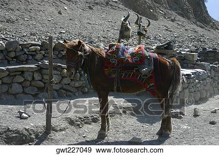 Side profile of a mule standing, Deorali, Annapurna Range, Himalayas, Nepal View Large Photo Image Stock Photo - Side profile of a mule standing, Deorali, Annapurna Range, Himalayas, Nepal. Fotosearch