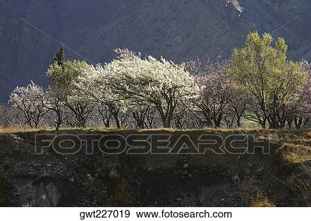 Stock Photo - Trees on a landscape, Ghorapani, Annapurna Range, Himalayas, Nepal. Fotosearch