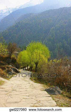 Walkway leading to mountains, Annapurna Range, Himalayas, Nepal View Large Photo Image Stock Image - Walkway leading to mountains, Annapurna Range, Himalayas, Nepal. Fotosearch